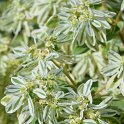 Euphorbia marginata 'Summer Icicle' (4)